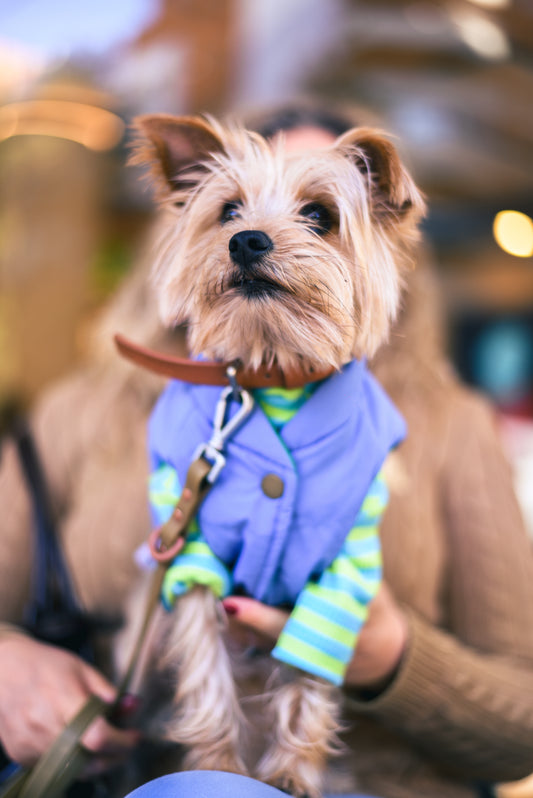 Le Tee Long - Lima y Celeste