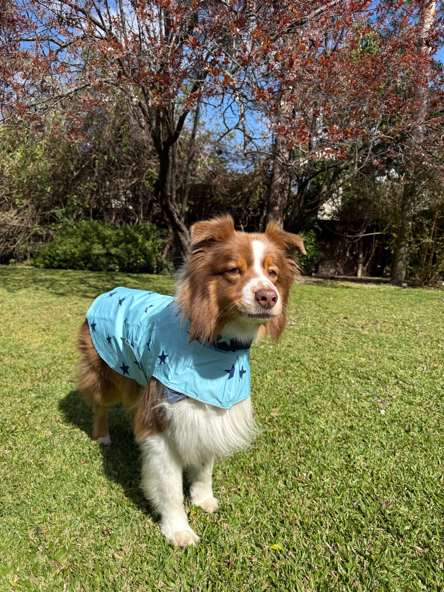 Piloto Estrella