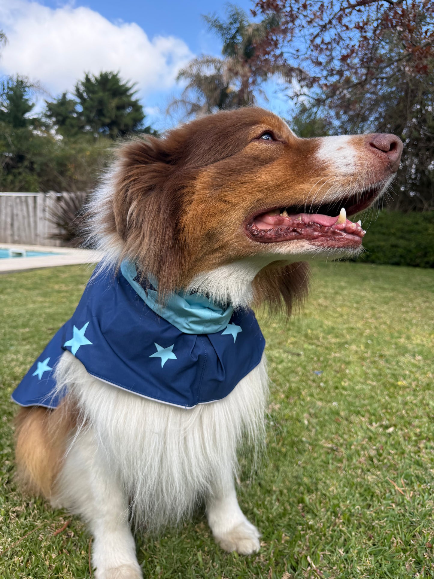 Piloto Estrella