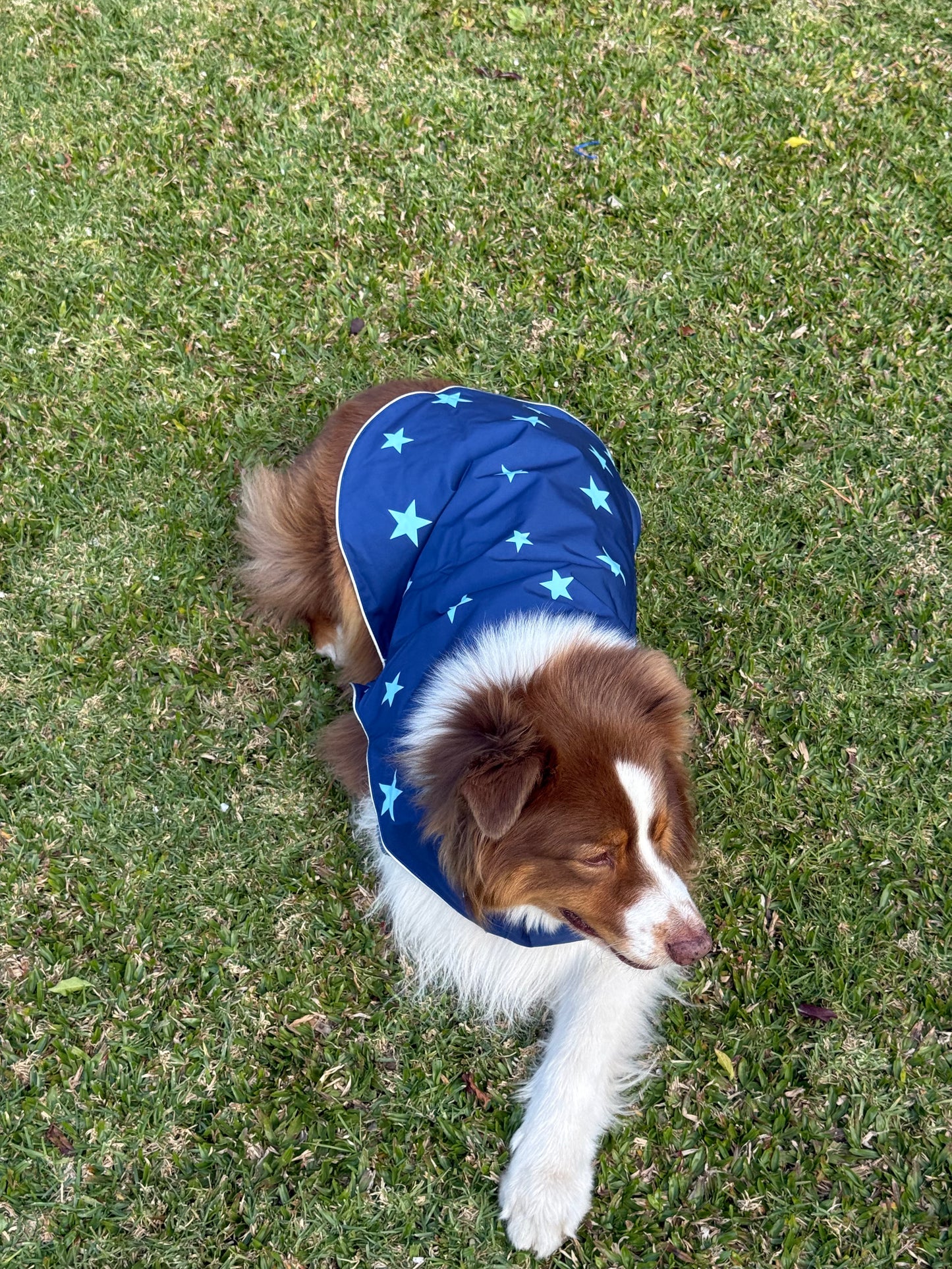 Piloto Estrella
