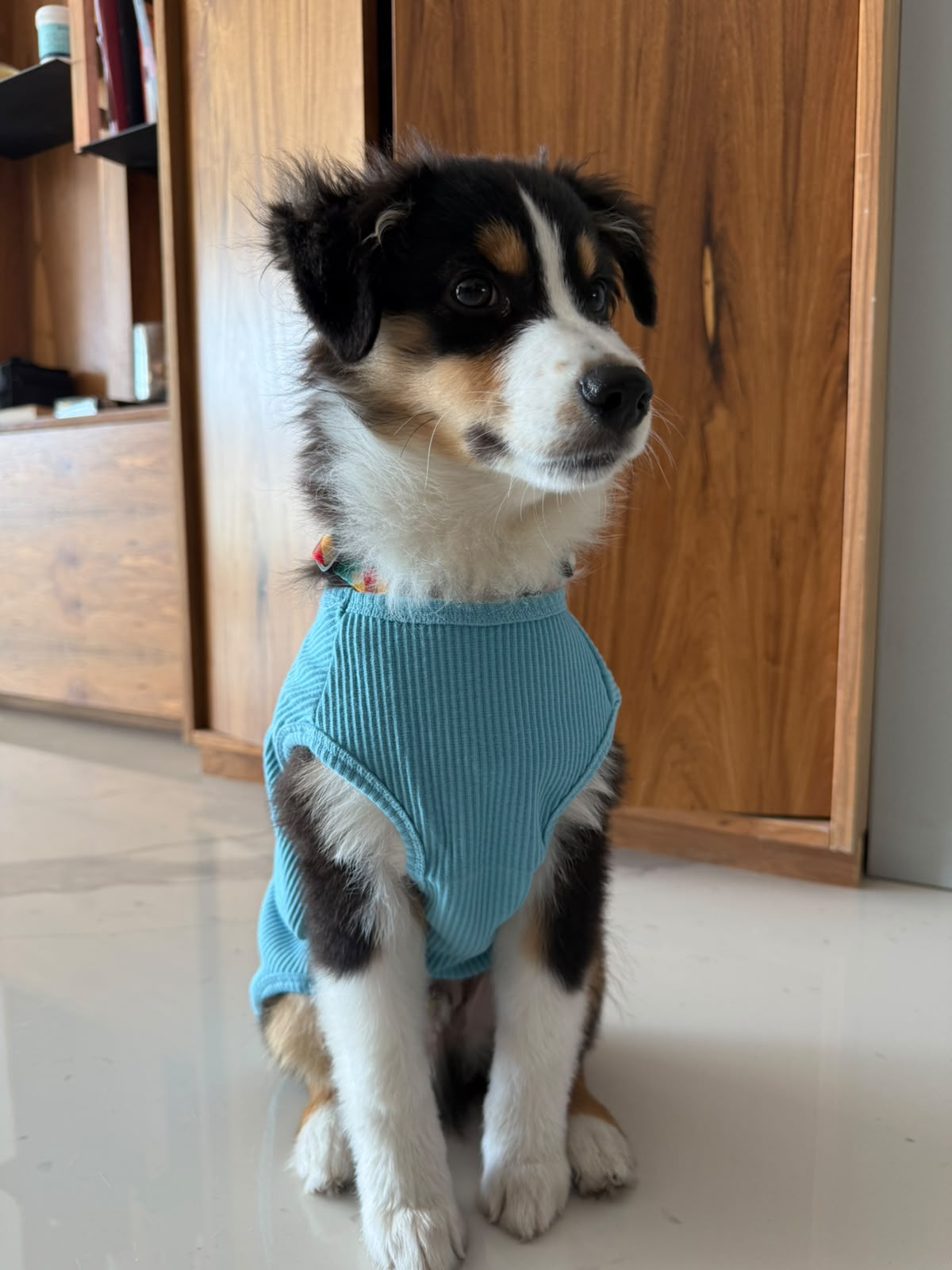 Combo Piloto Blue + Petite Tee